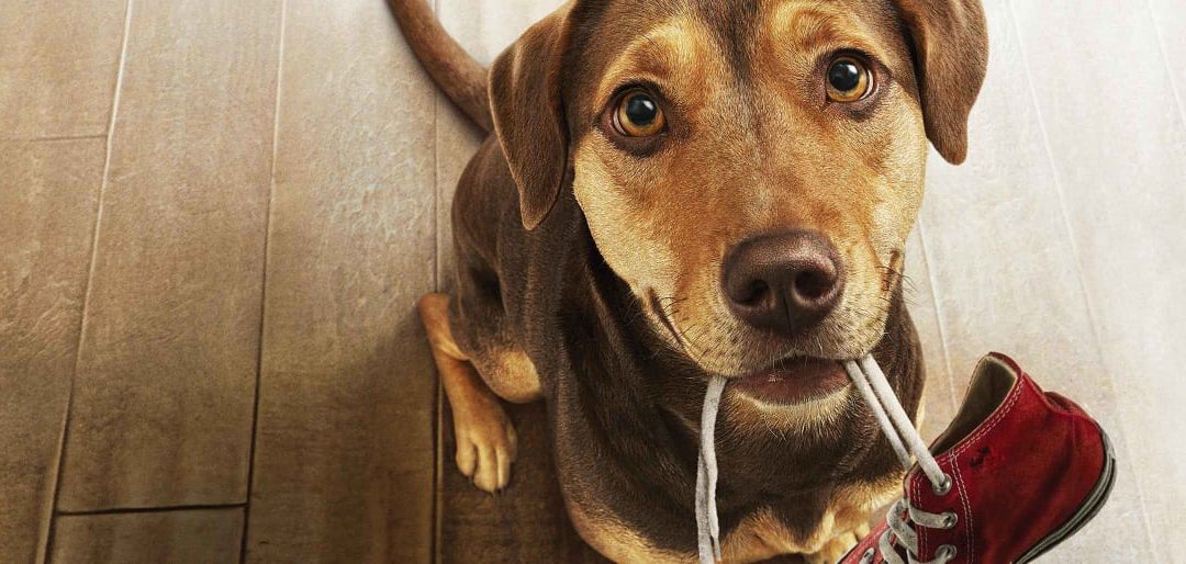 Giveaway – A Dog’s Way Home