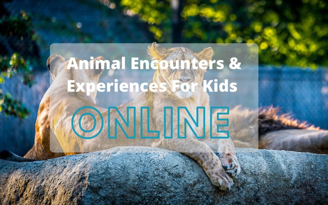 Virtual Animal Encounters and Experiences for Kids