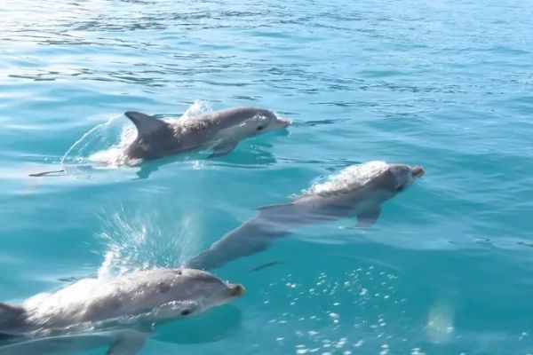 Wild Dolphin Ocean Safari