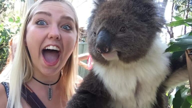 Koala and Girl 768x432
