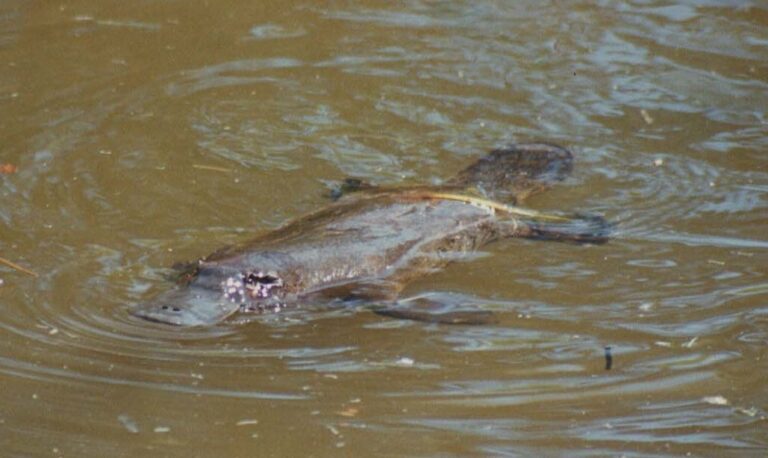 WS Img Platypus SwimInDam 768x458